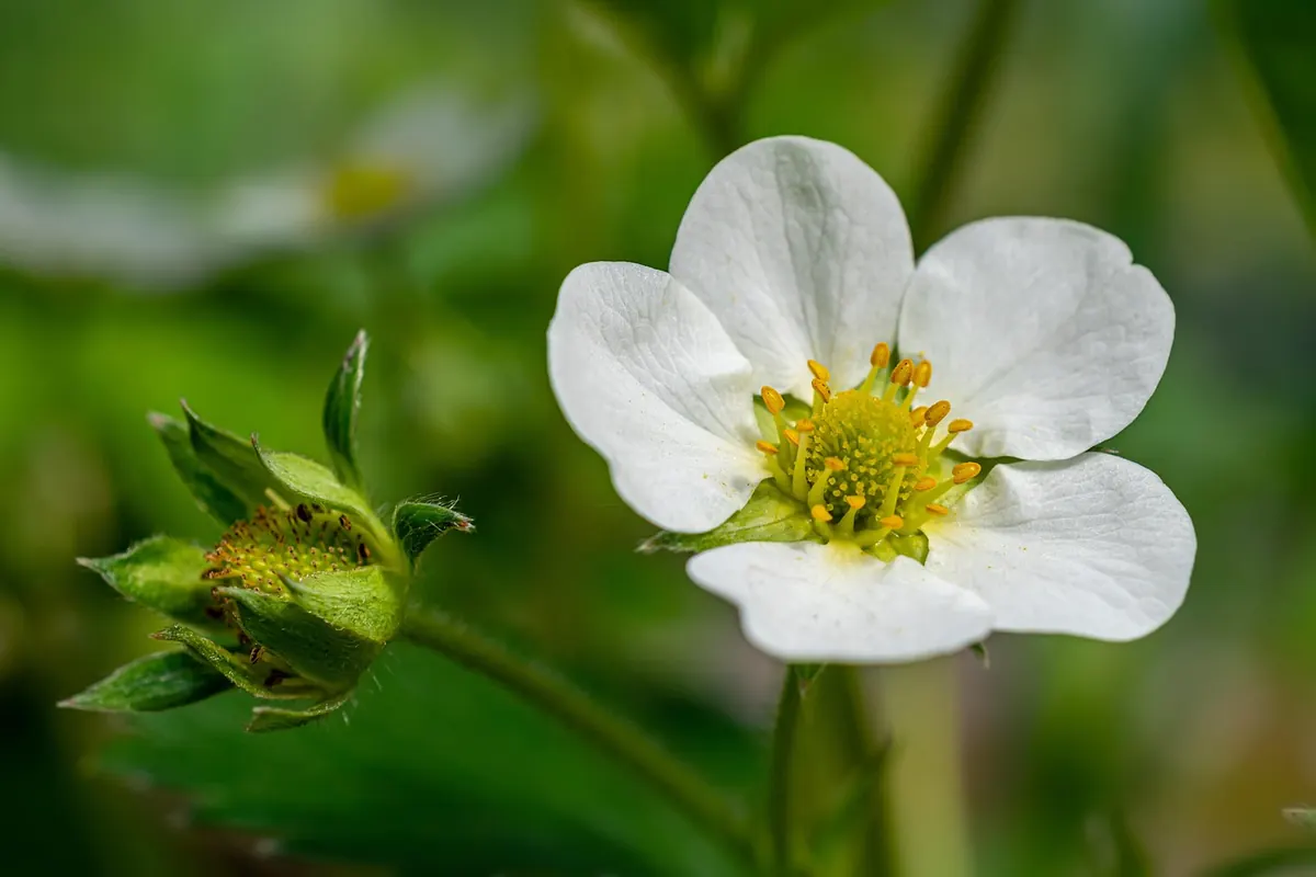 A Beginner's Guide to Growing Strawberries in Pots