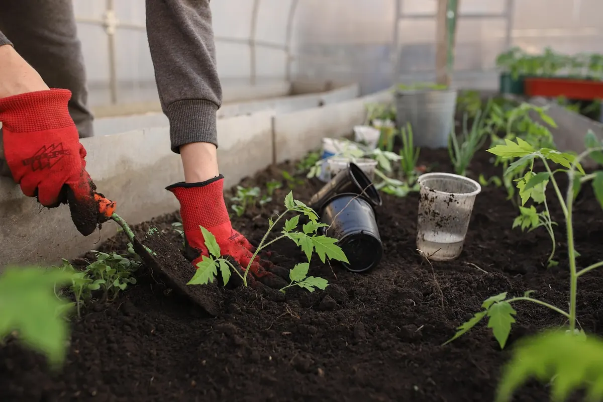 Growing Tomatoes in a UK Greenhouse: Variety Comparison