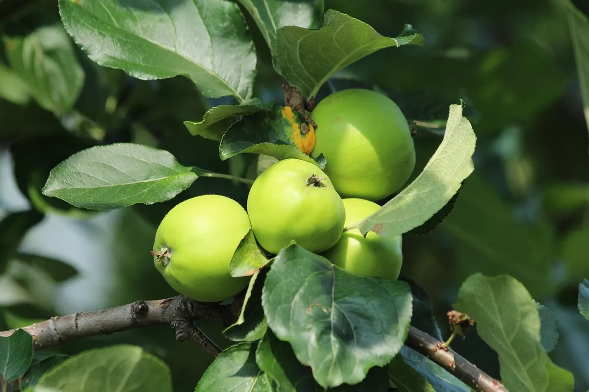 When to Harvest Apples for Perfect Ripeness: A UK Guide